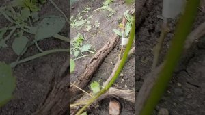 Ртищевский виноград, Прививки 3-часть 05.07.26