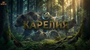 Дикая Карелия. Хроника северной природы Полный документальный фильм о дикой природе