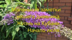 11.07.26 г Жизнь на Кубани.Маленькие заметки нашего дневника.