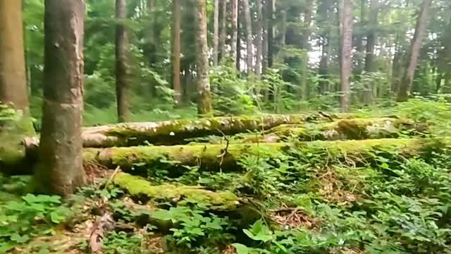 АДЫГЕЯ, ПИХТОВЫЙ БОР