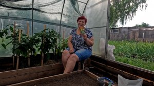Хотите получить ШИКАРНУЮ ПЕКИНСКУЮ КАПУСТУ ОСЕНЬЮ , УСПЕЙТЕ ЕЁ СЕЙЧАС ПОСЕЯТЬ!!