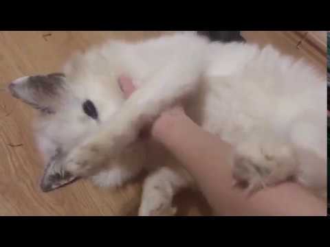 Лисий кусь смотреть онлайн