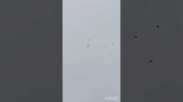 голуби Ломова Сезон 26 закрываю