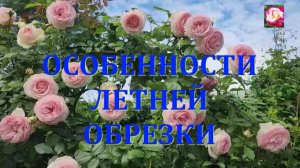 ОСОБЕННОСТИ ЛЕТНЕЙ ОБРЕЗКИ РОЗ
