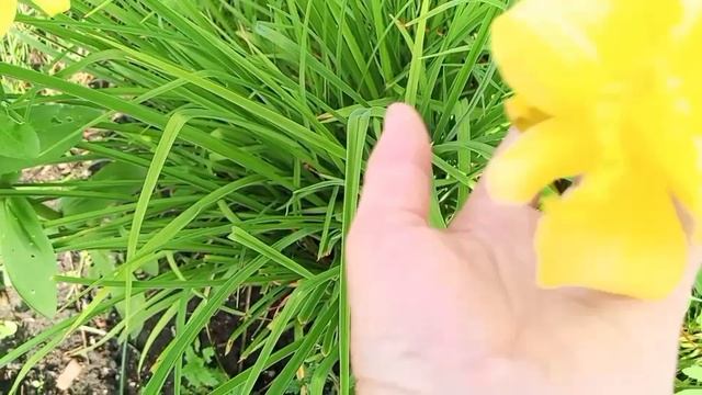 Посылка от Лены.🌿🌱🌿
Июльское цветочное настроение 🌿🌸🌿🏵️🌿🌼. смотреть онлайн
