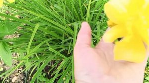 Посылка от Лены.🌿🌱🌿
Июльское цветочное настроение 🌿🌸🌿🏵️🌿🌼.