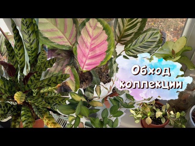 Обход коллекции растений. смотреть онлайн
