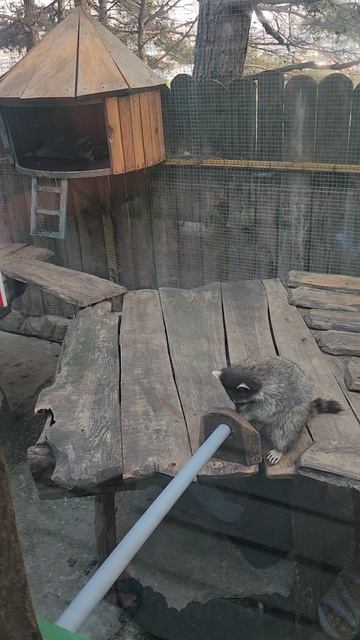 The zoo. Raccoons. Зоопарк,еноты.Геленджик ч.1