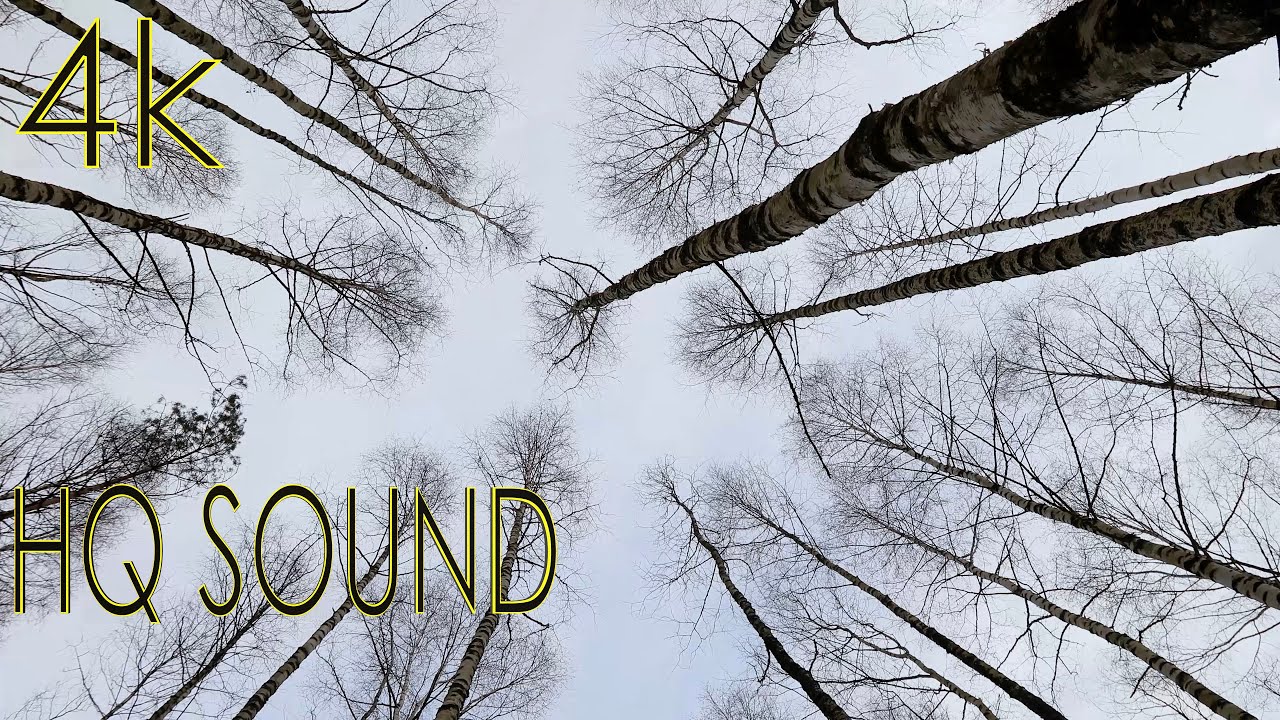 Шум берёзового леса на ветру (4K, HQ sound) смотреть онлайн