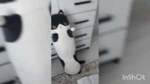 капибары застряли на занятии часть 2