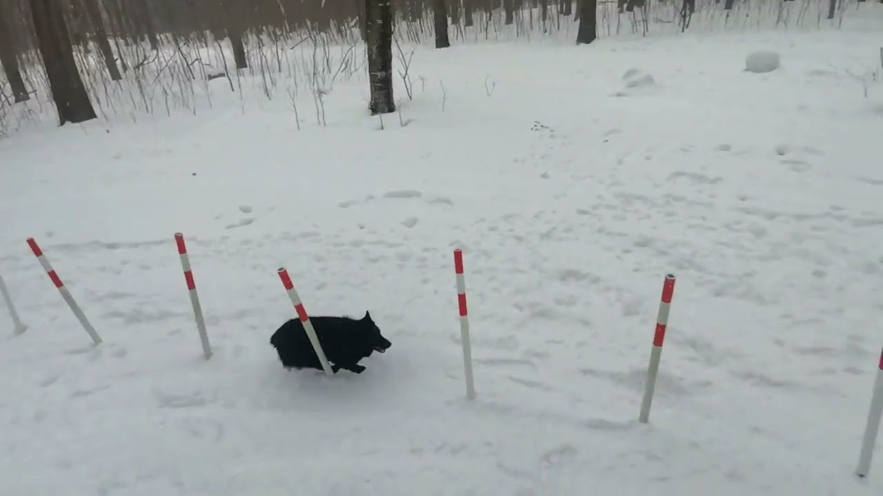 Левый заход с барьера под углом и дистанционное управление (schipperke Agility Workout)