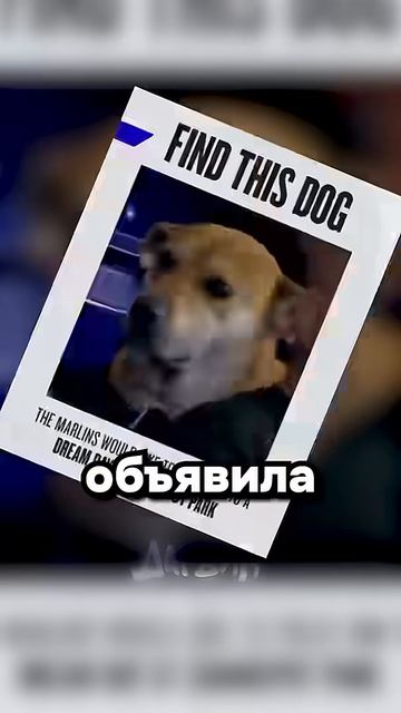 Разыскивается пёсель. Приметы： любит хот-доги смотреть онлайн