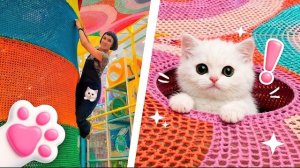 Котёнок Кефир в детском лабиринте! Играет и веселится вместе с Карлом и Дорианом