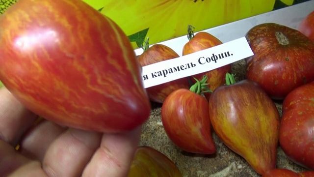 Томат Сладкая карамель Софии в 2026 году поспел в числе первых. №471. Сорт Софии Сааковой.