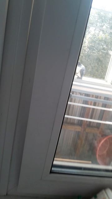 снова голубь на балконе смотреть онлайн