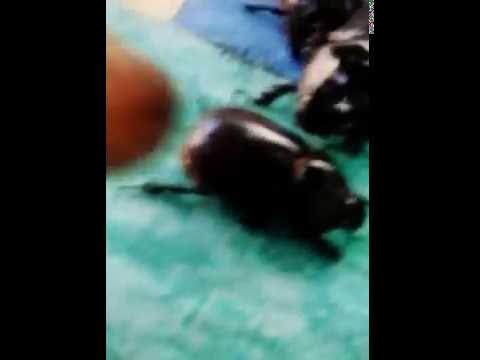 Жук носорог смотреть онлайн