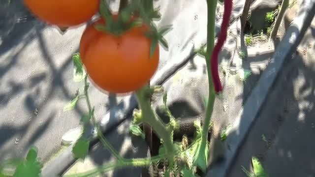 В начале июля на улице начали спеть томаты с мелкими плодами. 8 июля 2026 смотреть онлайн