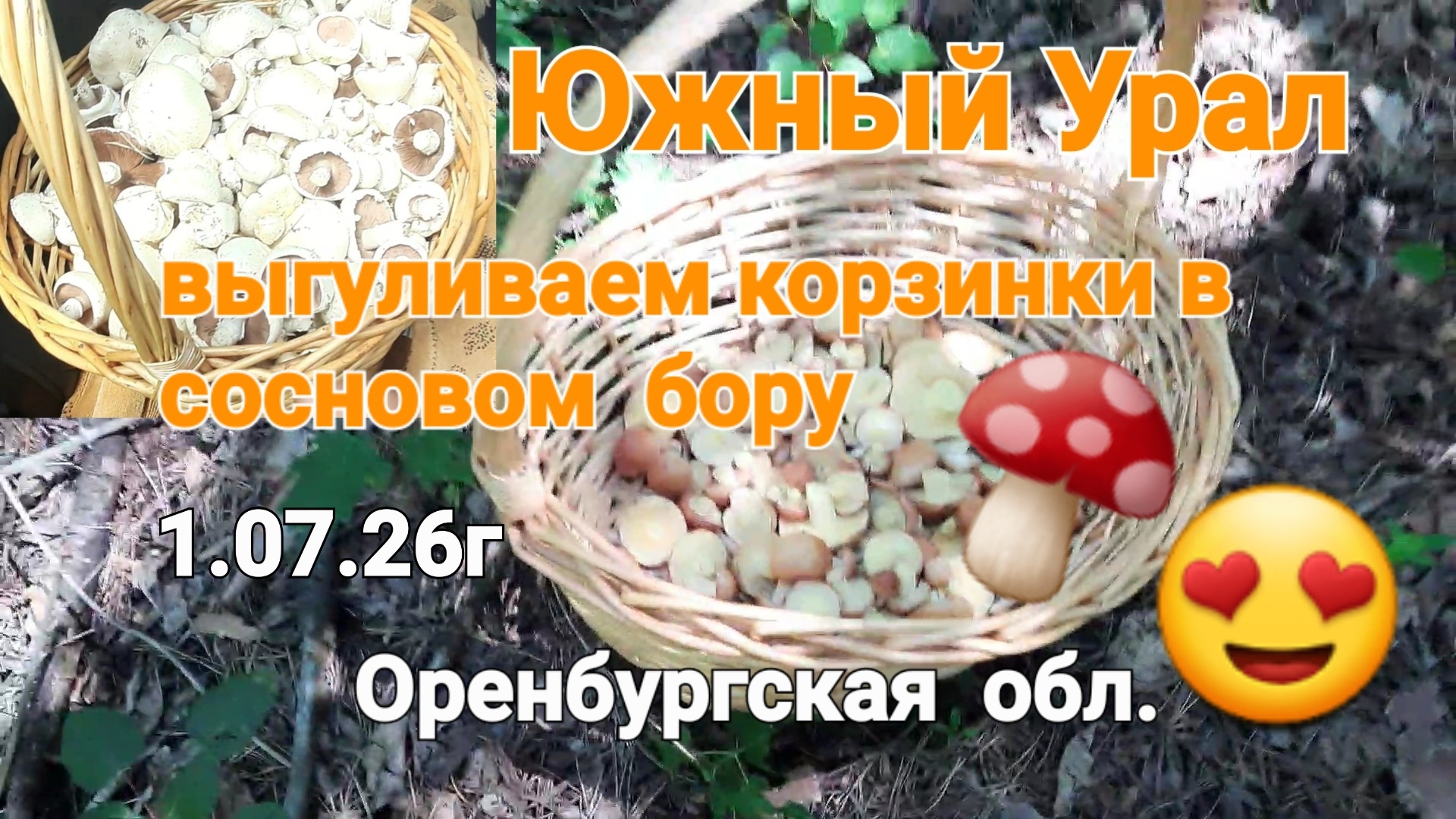 в лес да в поле по грибы 🍄 маслята 🍄 шампиньоны 🍄