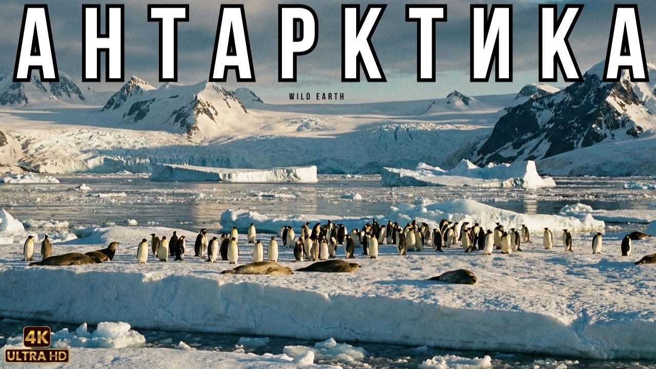 Антарктика. Тайна жизни льда Реальный сюжет Документальный фильм о дикой природе
