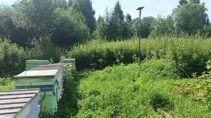 Как поймать Рой пчел . Давайте вместе попробуем.
