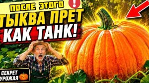 Это стоит копейки - а тыква растёт как бешеная! Два ингредиента. Оба есть дома!