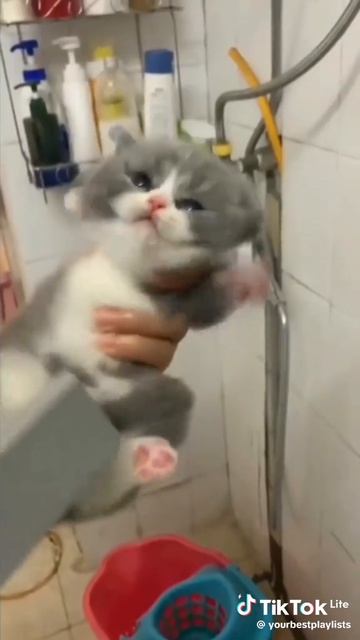 коты смотреть онлайн