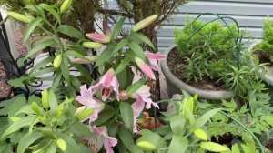 Цветник с лилиями💐10 июля 26г🌿