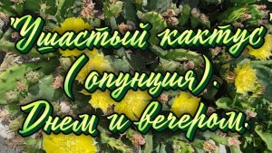 «Ушастый кактус» (опунция). Днём и вечером.