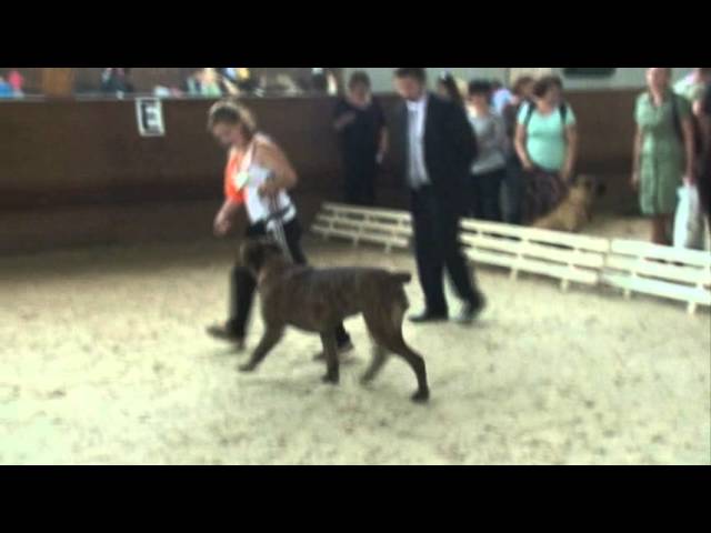 Национальная выставка бурбулей. 31.05.2015. Москва. Класс Рабочий. Суки. смотреть онлайн