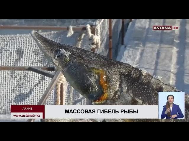 Объем погибшей в реке Урал рыбы превысил 4 тонны смотреть онлайн