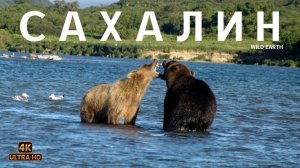 Дикий Сахалин. От Тайги до Глубин Океана Документальный фильм