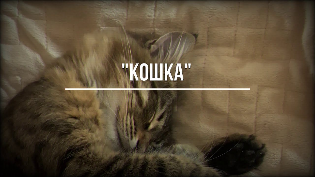 Литература+Музыка. Выпуск №3. смотреть онлайн