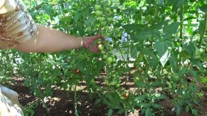 Томаты с отличной урожайностью