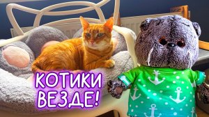 🐱БАСИК ЗНАКОМИТСЯ С КОТАМИ#Басики #Волшебныебудни