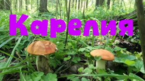 И снова по грибы