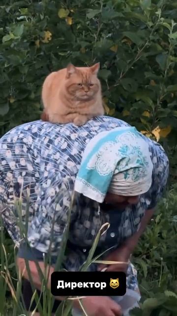 Ну прямо царь , ещё и котают 😸