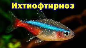 Ихтиофтириоз - быстрый и эффективный способ лечения рыб в общем аквариуме!