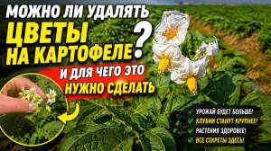 НУЖНО ЛИ УДАЛЯТЬ ЦВЕТКИ НА КАРТОФЕЛЕ?