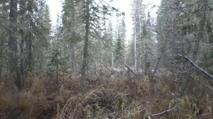 Таежная Рыбалка 77 Серия 29 Тайга Выживание Охота Поход Лес Сибирь Таежный Бушкрафт Полное видеоИван