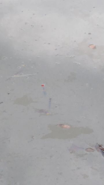 ✔🎣Показалось🐟✔