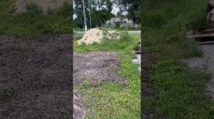 Борьба с крысиным выводком продолжается ‘