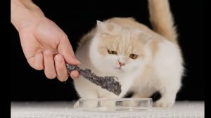 АСМР Скребок для кошки привел к употреблению черных куриных ножек