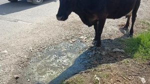 Цены в магазинах/Абхазия Пицунда Лдзаа/море/мои впечатления от одинокого отдыха