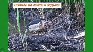 Выпь волчок на охоте и отдыхе