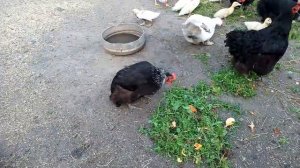 Желе из чёрной Смородины / комментарий насмешил 😂