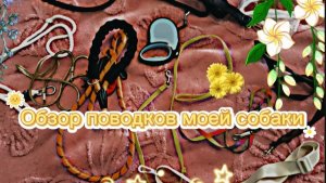 Обзор поводков моей собаки!