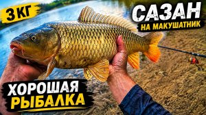 Макушатник в деле. Рыбалка на Дону
