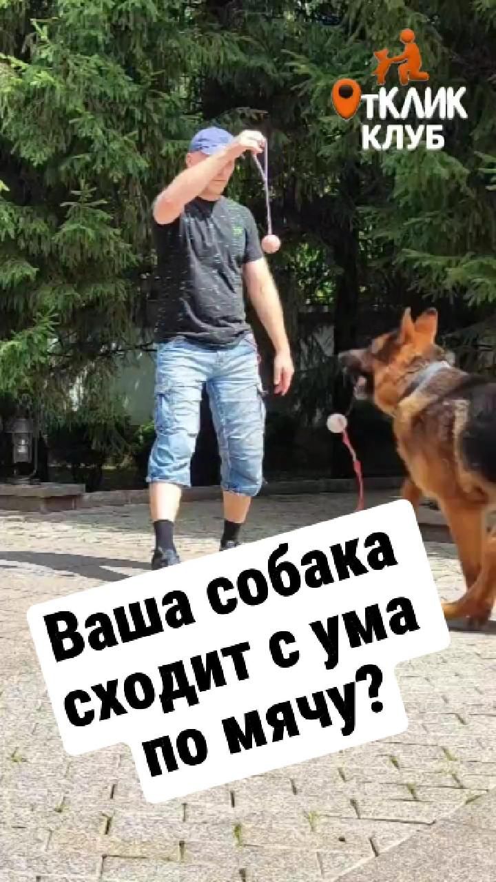 Ваша собака сходит с ума по мячу? Отлично, это не проблема, а рычаг.