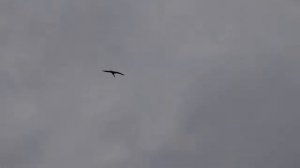 Монтаж водосточной системы своими руками Сбор дождевой воды в бочку крутая система для дачи