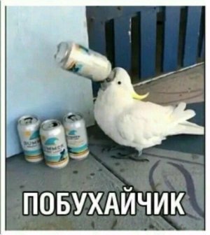 пронкуем
